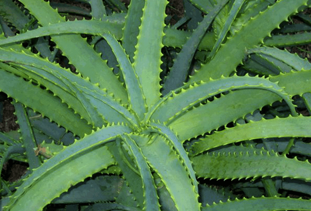 Kalanchoe soigne les maladies masculines