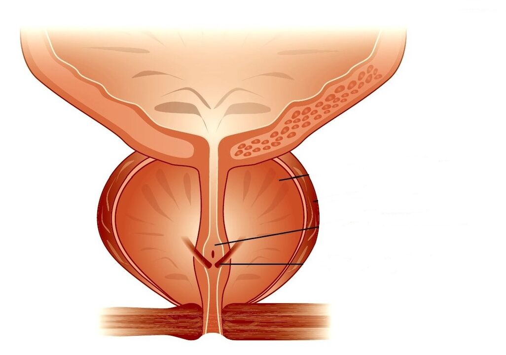 Structure de la prostate et prostatite chronique