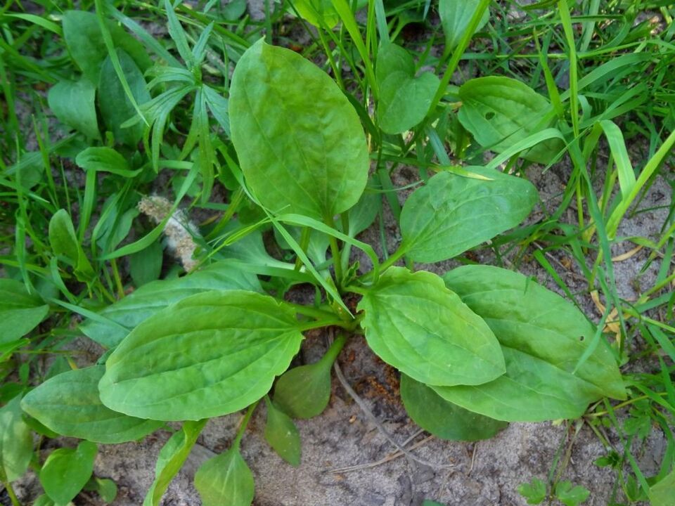 Plantain utilisé pour traiter la prostatite