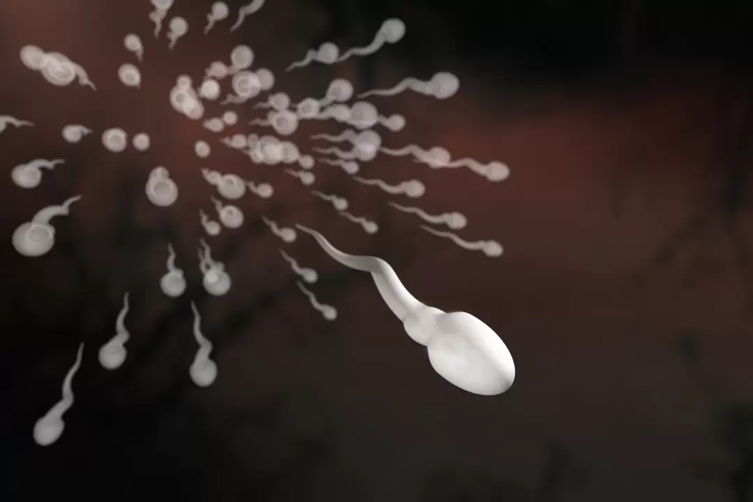 Les spermatozoïdes et leurs changements dans la prostatite